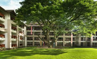 a large tree stands in front of a building with many windows and balconies , surrounded by a well - maintained lawn at Le Meridien Chiang Rai Resort, Thailand