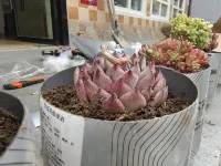 Hansu Shanhai Tonghua Inn (Zhangjiajie Biaozhimen No. 2 Branch)