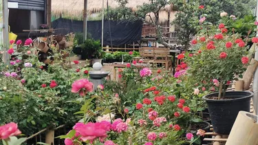 รูปภาพของสวนส้มเปาเปา