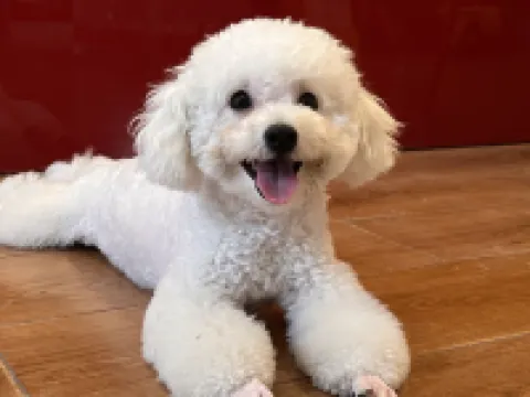 Lazy Gaga Youth Hostel