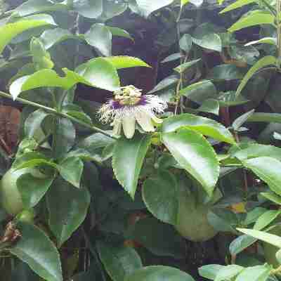 青田院子里民宿 Hotel Exterior