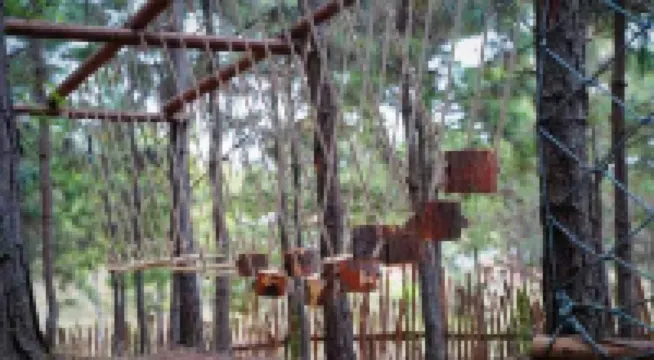 Qiantian Songsu Forest Camping Base