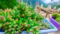 Danba township home stay small