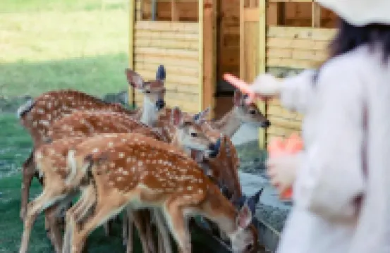 靈糧農場·湖州螢火蟲房車營地