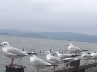 Tonghai Xiuqi Bieyuan Inn Các khách sạn ở Thông Hải