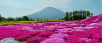 The Maples Niseko - palestra