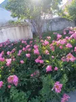 Nalati Flower Field Half acre Resort Center
