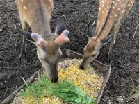 Fenglin Xing'an Deer Garden (Wuying National Forest Park) Hotels in Fenglin County