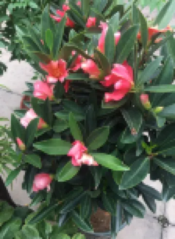 同裏德福草堂ブティック中国式旅館