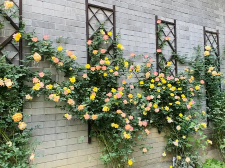 Deyang Defulai Hotel Отели в г. Дэян