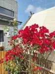 Qi' dian Loft Garden Homestay
