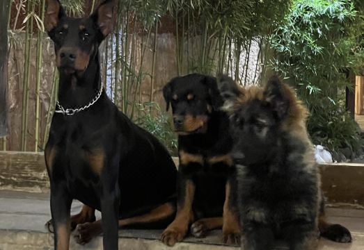 Lijiang Shuhe Ancient Town Lijuan Inn