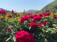Xinfujing Hotel - Mountain view