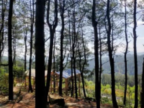 Natural Oxygen Bar Home