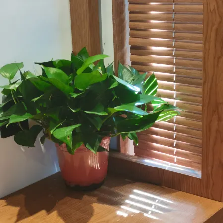 Xinyan Shanju (Wanxianshan Guoliang Scenic Area) Отели рядом с достопримечательностью «Nanping Town»