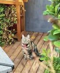 居易·喵居｜There’s a Cat·新中式喵喵美宿（西安城牆鐘鼓樓店）