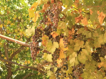 Kurdish Ningxuan Tingxuanshe Homestay Отели рядом с достопримечательностью «Kurdning·Bai Rui Camp»