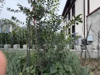 Jinshanling-Guanglai-Farmhouse - ห้องครัว