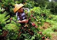 Ningguo Shijing 23 Homestay (Southern Anhui Sichuan Line Branch) Hongshanlin Sceneic Area 주변 호텔