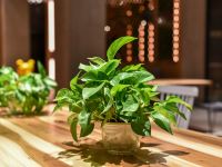 秋果酒店(武汉光谷虎泉杨家湾地铁站店) - 其他
