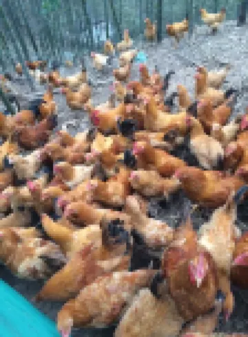 Xintian Ecological Leisure Villa