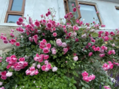 青島觀星堂度假小院（嶗山風景區店）