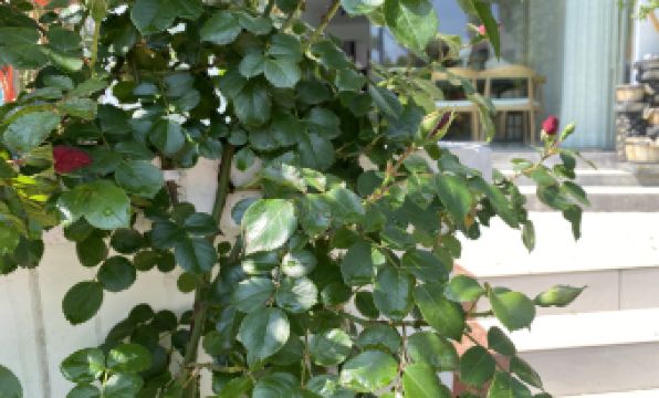 Huashe Boutique Homestay