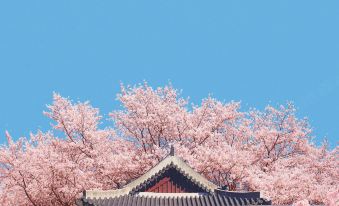 a traditional chinese building with pink cherry blossom trees in full bloom against a clear blue sky at Lahan Hotel Jeonju