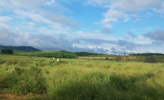 Mountain Haiyunsu (Weihai Banyuewan Beach Huanhai Road)