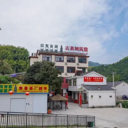 Huoshan Ancient Tea Tree Homestay