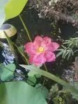 Floral Hotel · Shanghai Green Bamboo Lane Theme hotel (Jinshanzui Fishing Village Branch) Hotels near Jinshanzui Fishing Village
