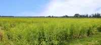 Yanqi Shaya Suji B&B