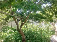 Lanshanju Homestay - 2-Star