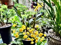 Huangyao Ancient Town Deyun Shanzhuang Hotel