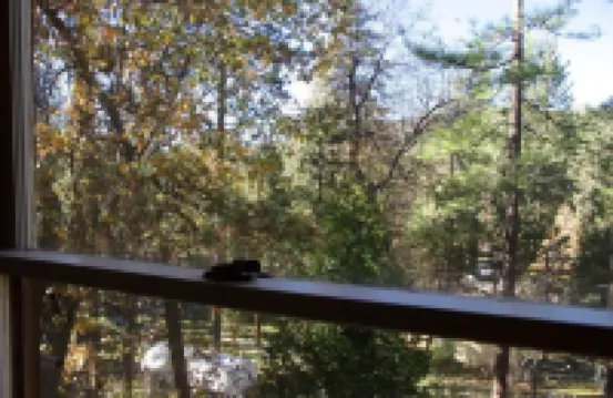 Twin Rock Tree House - Vintage Cabin