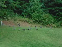 Brick cottage near Hungry Mother, Mt. Rogers Hotel di Royal Oak