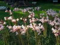 Emma's Bed and Breakfast Hotels in Springfield