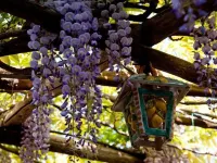 Il Roseto B&B Hotel a Ravello