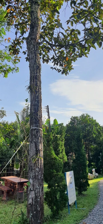 รูปภาพของแสงจ้าฟาร์มรีสอร์ท