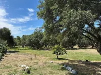 Jyoti Journeys AshramA wellness Centered Yoga Retreat, and Guest Ranch.