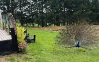 Nestled Pukekohe side of the hills of Bombay with a large private pool
