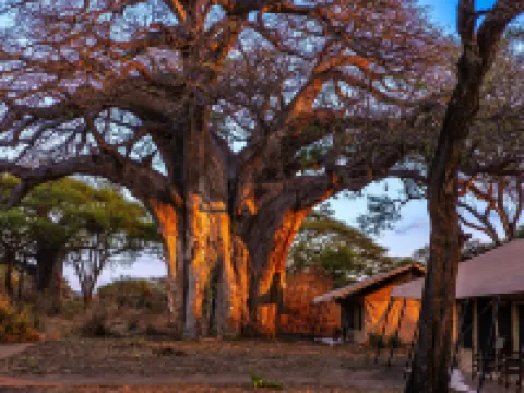 Baobab Tented Camp Hotels in Babati