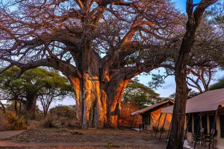 Baobab Tented Camp Отели в г. Babati