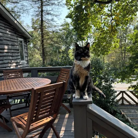 Relaxing 3 Br Seven Springs Mountain Cabin