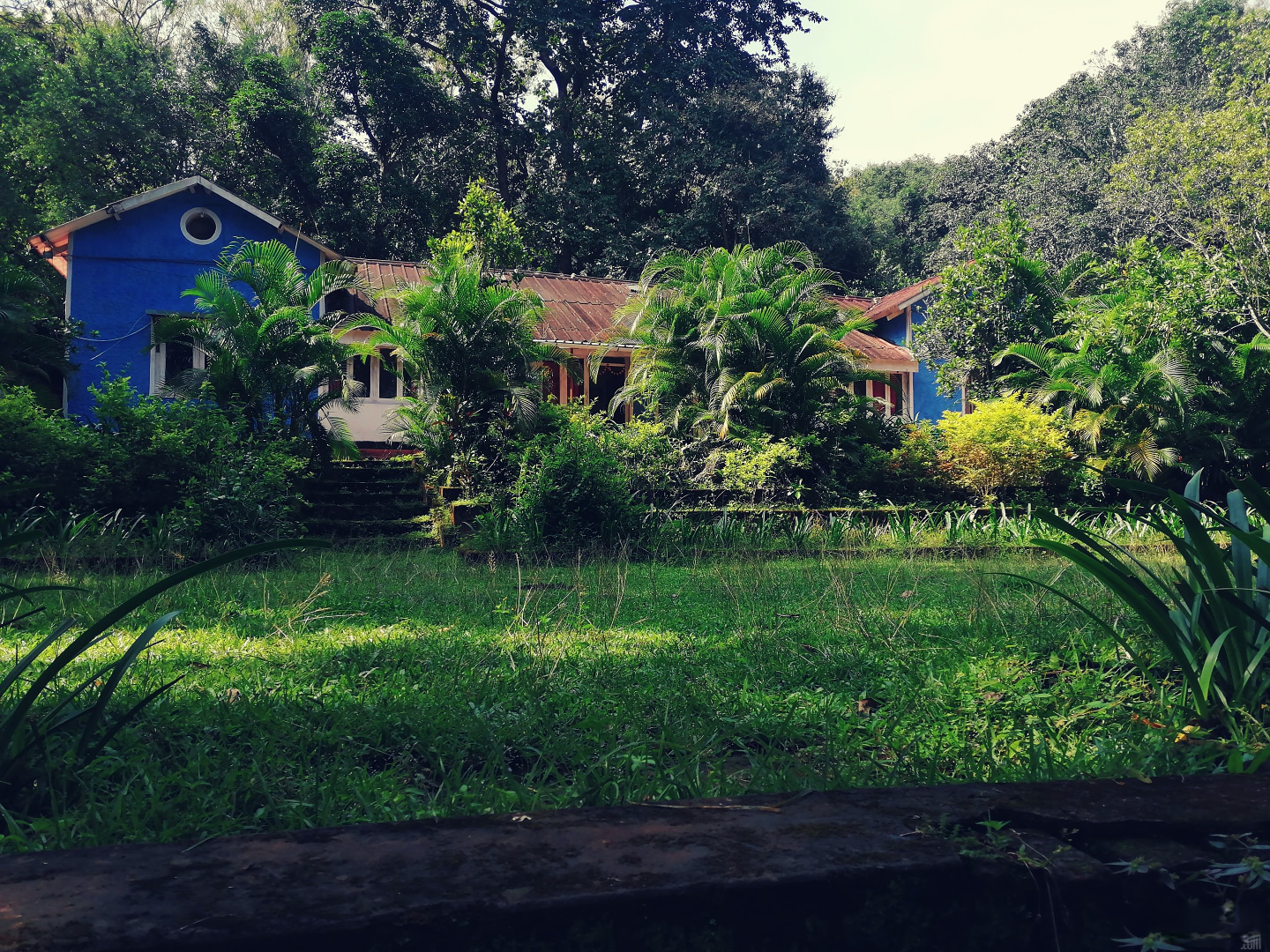 Garden Wild Flower Photo