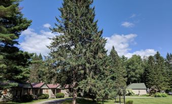 Pine Tree Motel & Cabins