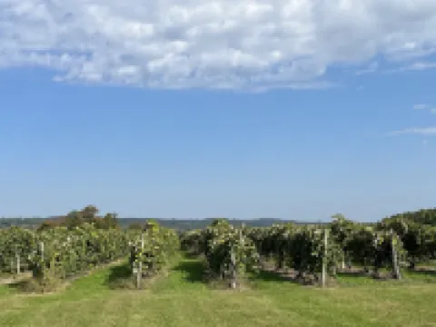 New 2024 Firefly Cottage in the heart of the FingerLakes. Amazing Vineyard views Hotels in Jerusalem