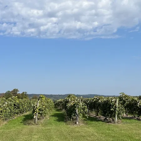 Firefly Cottage in the Heart of the FingerLakes. Amazing Vineyard Views