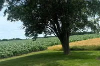 Frankenmuth Haus & Haven