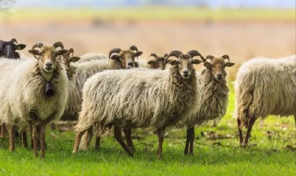 Ferme du Mouton Noir - Housity